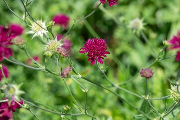 Close up of Mars Midget Macedonian scabious (knautia macedinica) flowers in bloom