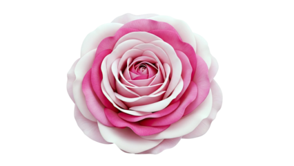 Close-up of a Bi-colored Pink Rose