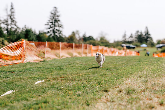 Blue Merle Australian Shepherd Dog running Sprinter FastCAT