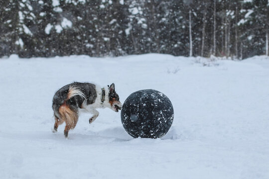 Blue Merle Australian Shepherd Herding a Ball in the Snow