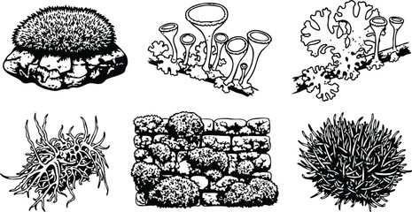 Obraz premium Line art botanical moss and lichen study showing close up tufted cushion moss fruticose lichen cup lichen stone wall cluster isolated vector illustration detailed scientific plate