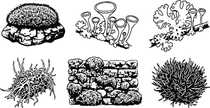 Line art botanical moss and lichen study showing close up tufted cushion moss fruticose lichen cup lichen stone wall cluster isolated vector illustration detailed scientific plate