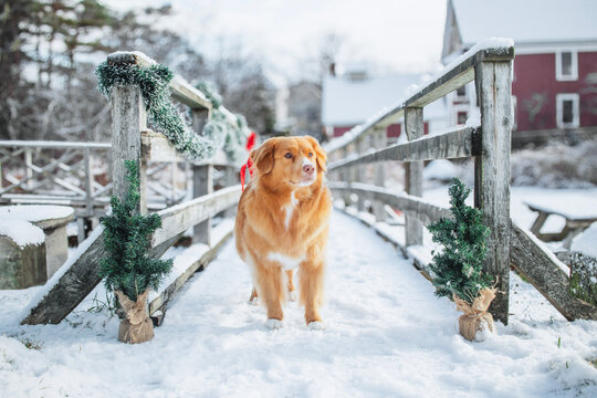 Nova Scotia duck tolling retriever posing for a Christmas photo