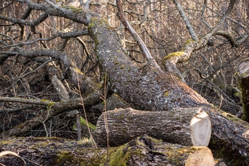 Old rotting tree logs in an ancient forest