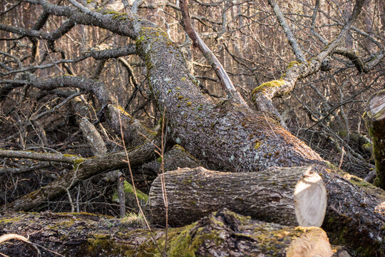 Old rotting tree logs in an ancient forest