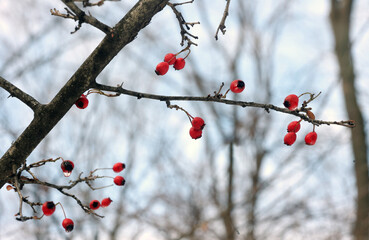 Red Berries on Winter Branch