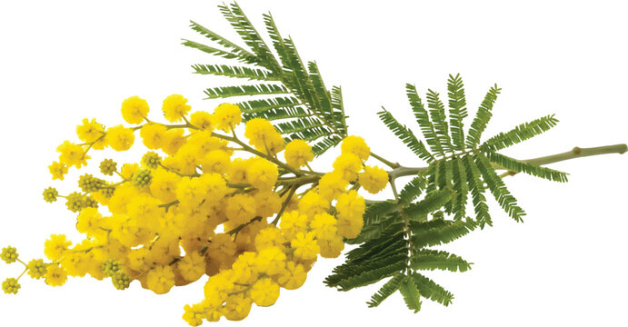 Vibrant yellow mimosa flowers and green leaves isolated on a black background