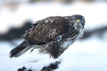 common buzzard buteo in winter