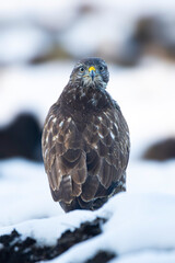 buzzard in a snowy scenery