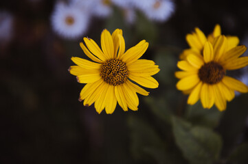 Close-up of bright yellow flowers, similar to daisies (Rudbeckia or Heliopsis).
Fresh organic flowers growing in a garden or meadow.
Blooming time: A cluster of wild yellow flowers with a dark backgro