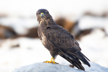 buzzard in a snowy scenery ready for hunting