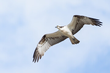 Osprey soars through sunny sky with wings spread wide