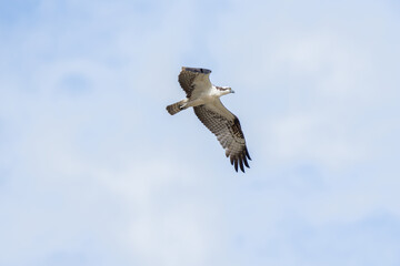 Osprey soars through sunny sky with wings spread wide