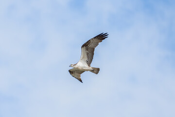 Osprey soars through sunny sky with wings spread wide
