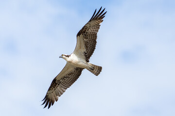 Osprey soars through sunny sky with wings spread wide