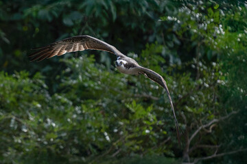 Osprey soars through sunny sky with wings spread wide