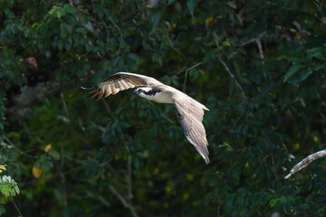 Osprey soars through sunny sky with wings spread wide
