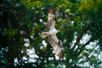 Osprey soars through sunny sky with wings spread wide