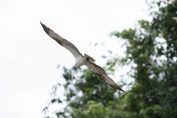 Osprey soars through sunny sky with wings spread wide