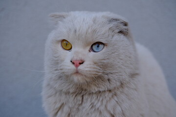 Cat with colored eyes, cat with eyes of different colors
