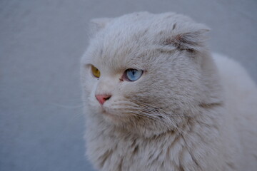 Cat with colored eyes, cat with eyes of different colors
