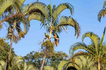 Typical blue and yellow macaws, Ara ararauna, tropical Brazilian birds, also known as caninde macaws.