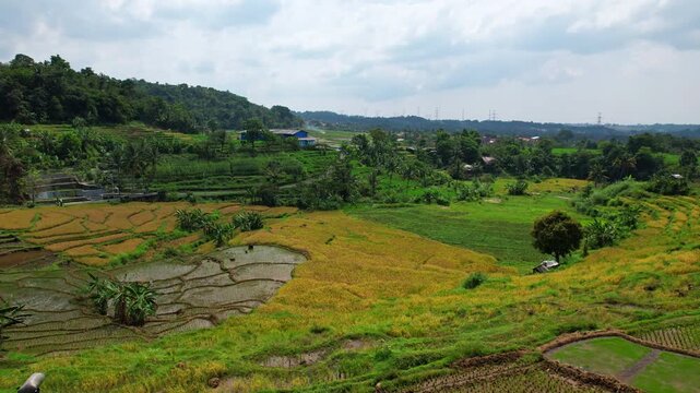 Aerial drone footage of yellow ish terrace rice fields with a farmer passing by, a lush paddy valley, with a forest, a waterfall with irrigation system, in Kuningan area, Java island, Indonesia