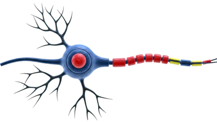 Neuron Cell Structure