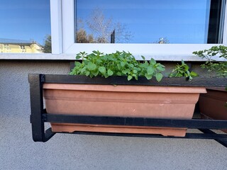 Stellaria media (common chickweed) growing in a planter box near a window. Edible wild herb with fresh green leaves, urban gardening concept, natural medicinal plant, sustainable home gardening.