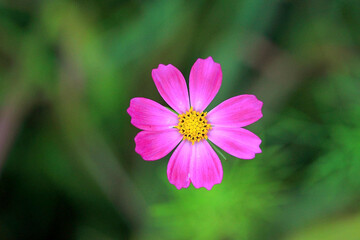 여름에 만개한 코스모스 꽃