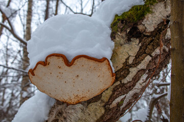 Bracket fungus growing on a tree trunk covered with fresh snow in a winter forest. Close-up nature detail showing textures of bark, fungus and snow in a calm seasonal woodland scene