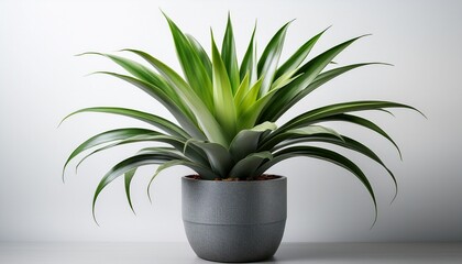 green bromeliad plant in a gray pot isolated on white background indoors