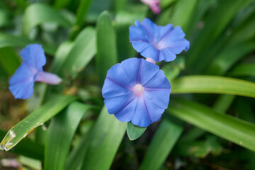 Blue wildflower blooming on São Miguel Island, Azores