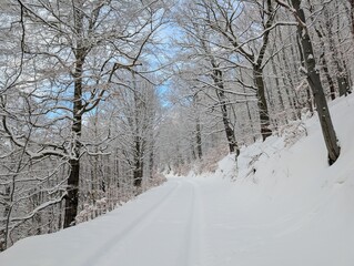 Obraz premium Frosty Deciduous Trees Along a Winter Path