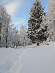 Obraz premium Snowy Forest Path with Tall Spruce and Blue Sky