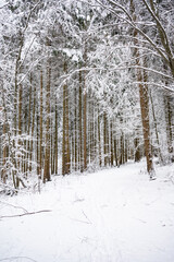 Fototapeta premium Snow covered forest path in winter landscape