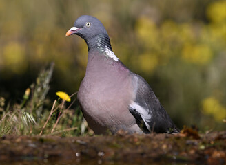 Obraz premium a beautiful wood pigeon (columba palumbus)