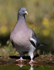 Fototapeta premium a beautiful wood pigeon (columba palumbus)