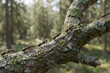 Obraz premium Line of ants climbing a mossy tree branch