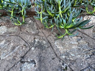 Carpobrotus acinaciformis (ice plant or sour fig) succulent growing on a stone wall. Thick green fleshy leaves, drought resistant coastal plant, Mediterranean flora, natural groundcover, urban nature.