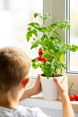 Earth day concept. Little kid growing cherry tomatoes at home on the windowsill. Concept of ecological education at school and kindergarten, eco friendly lifestyle, organic food. Hobby, leisure time