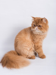 Persian Exotic Longhair cat is on white background