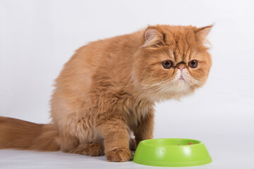 Red cat eats dry food from a bowl. Persian Exotic Longhair cat