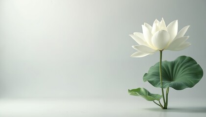 Elegant white lotus flower with green leaves on simple background. Bloom represents purity peace and serenity. It is symbol of enlightenment and spiritual awakening. Minimalist photo ideal for design.