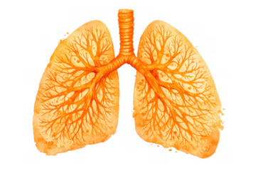 Human lung anatomy watercolor illustration showing respiratory organs and bronchial tree structure, transparent background