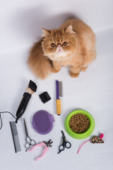 Persian red haired domestic cat grooming supplies grooming tools on white