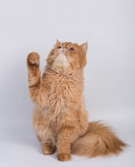 Persian Exotic Longhair cat is on white background. The cat raised his paw up
