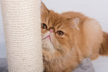 Red Persian Exotic Longhair cat sharpens its claws on the scratching post