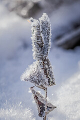 Frozen Elegance &ndash; Ice Crystals on Winter Leaf