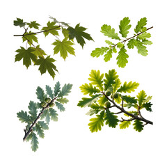 Oak and maple tree branches with green leaves isolated on white background
